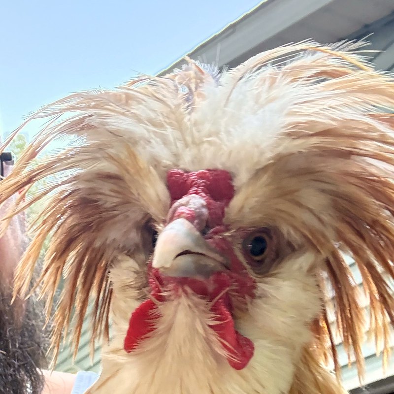 The real Coco — a buff Polish rooster with a floppy feather crest
