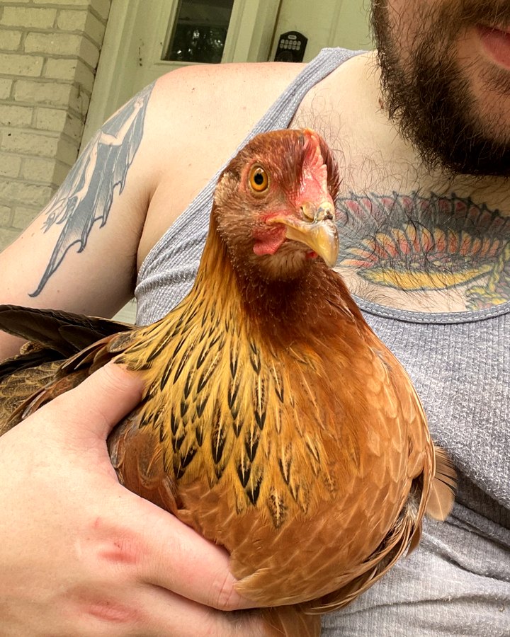 A red hen held in someone's arms