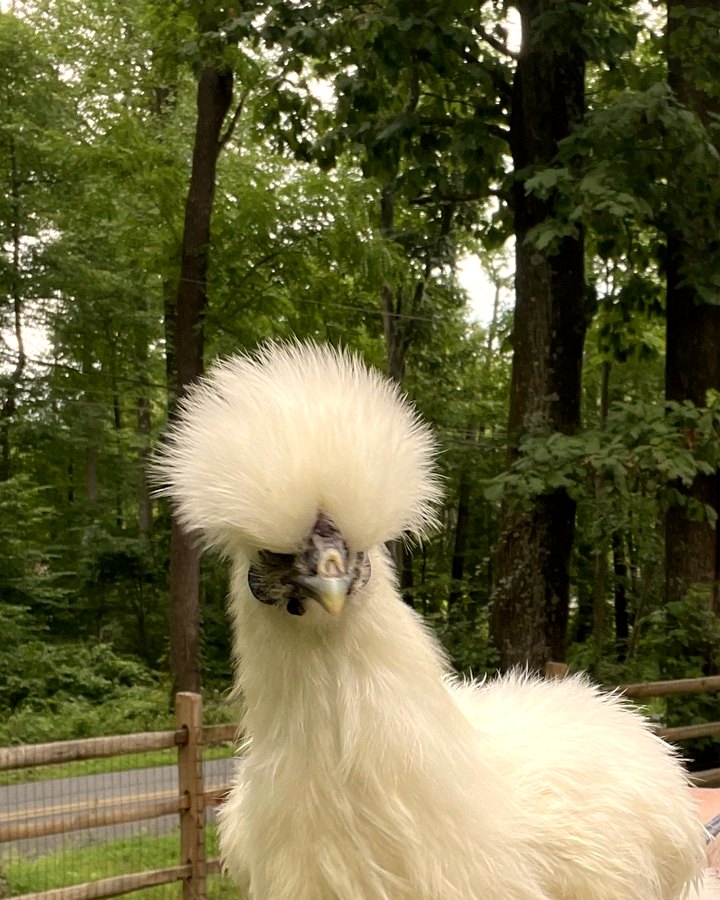 A white Silkie hen with a big fluffy pom-pom crest